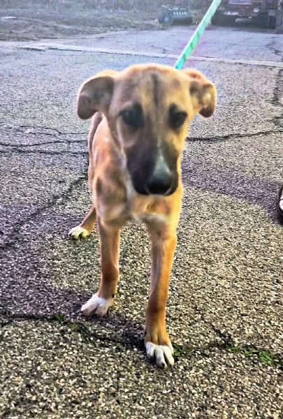 Dolcissima cagnolina in adozione cerca casa  | Foto 1