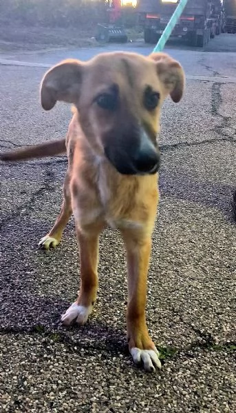 Una cucciola in canile apri il suo box  | Foto 3