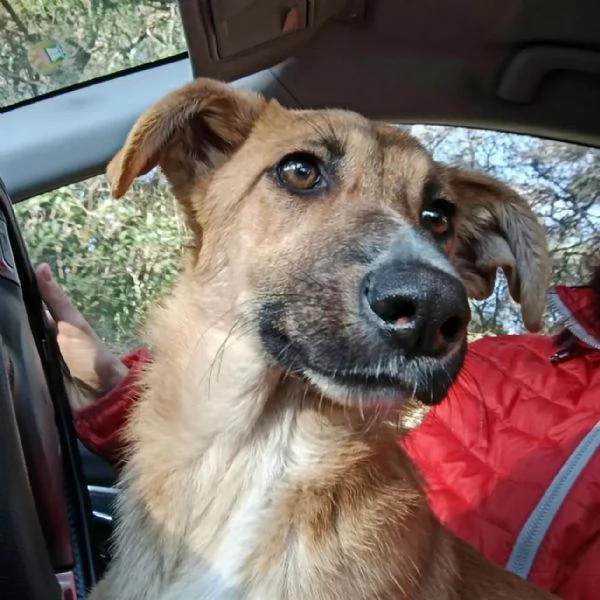 Una cucciola in canile apri il suo box  | Foto 2