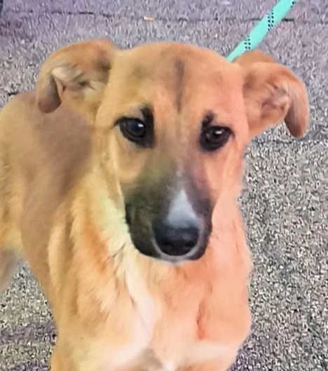 Una cucciola in canile apri il suo box  | Foto 1