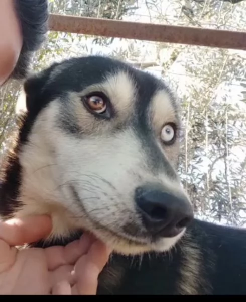 Sky un tenero husky in adozione  | Foto 4
