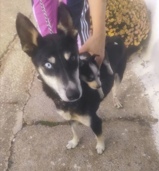 Sky un tenero husky in adozione  | Foto 3