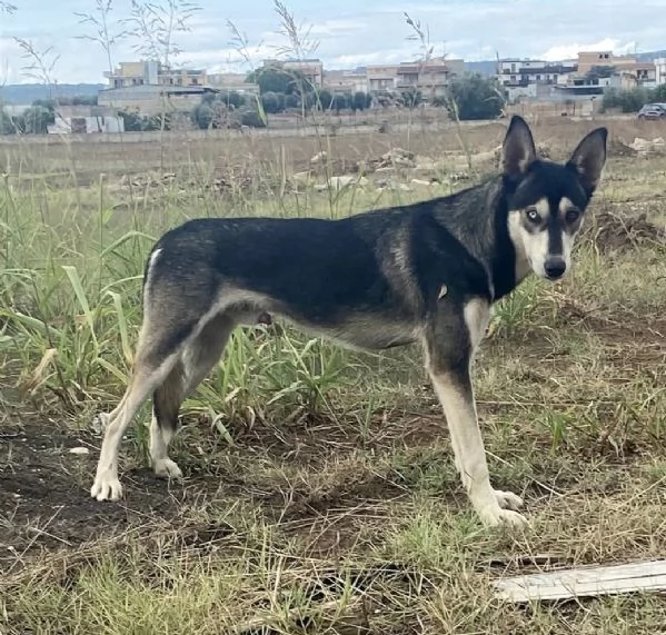 Sky un tenero husky in adozione  | Foto 1