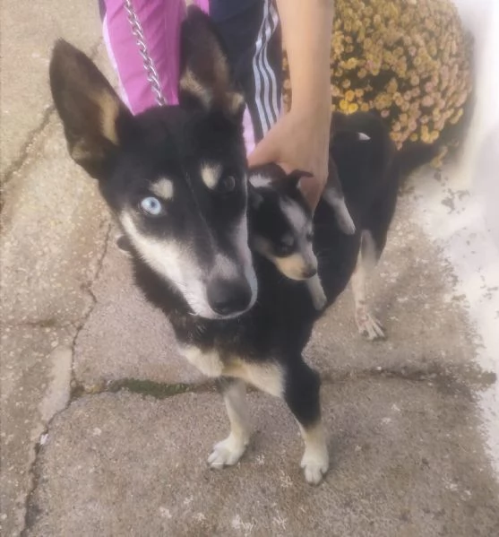 Sky un tenero husky in adozione  | Foto 0