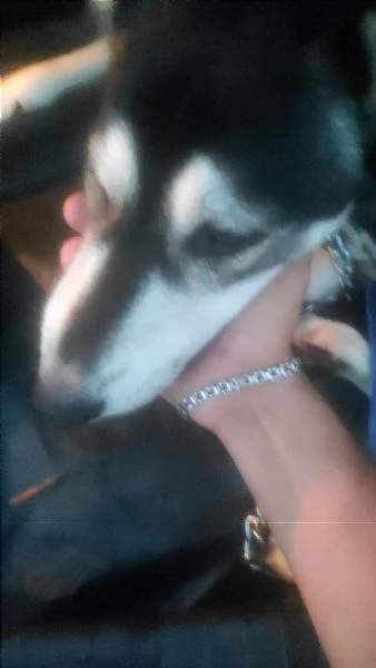 Sky cerca casa e una famiglia da amare | Foto 3