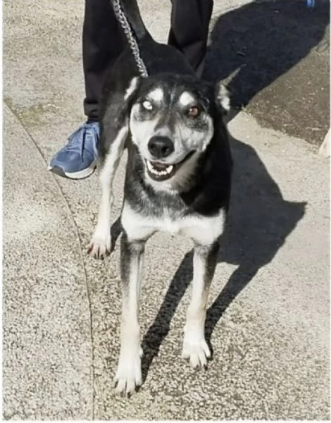 Sky cerca casa e una famiglia da amare | Foto 0