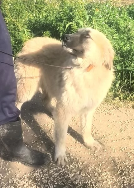Dolce cucciolone in adozione cerca casa | Foto 6