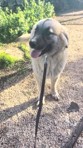 Dolce cucciolone in adozione cerca casa | Foto 5