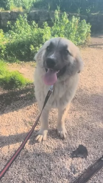 Dolce cucciolone in adozione cerca casa | Foto 0