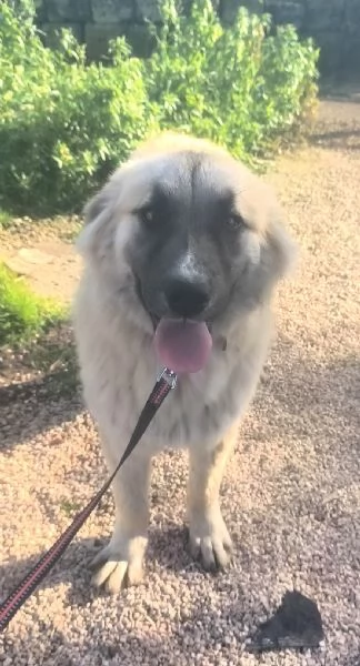 Dolce cucciolone in adozione cerca casa