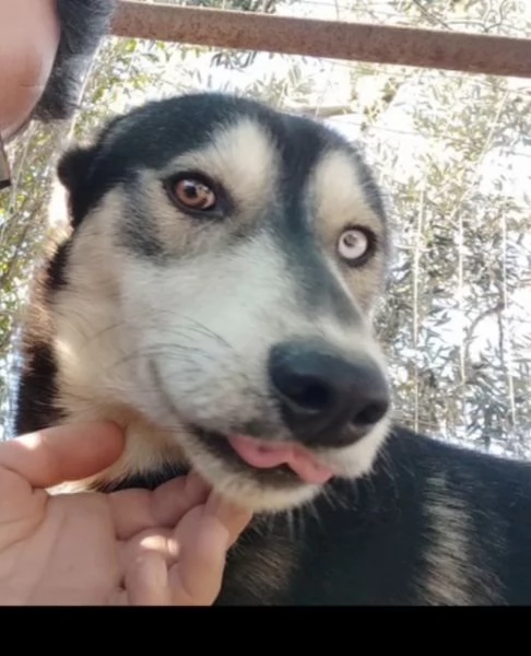 Portami a casa sono in un box aspetto solo te | Foto 4