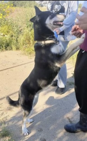 Portami a casa sono in un box aspetto solo te | Foto 0