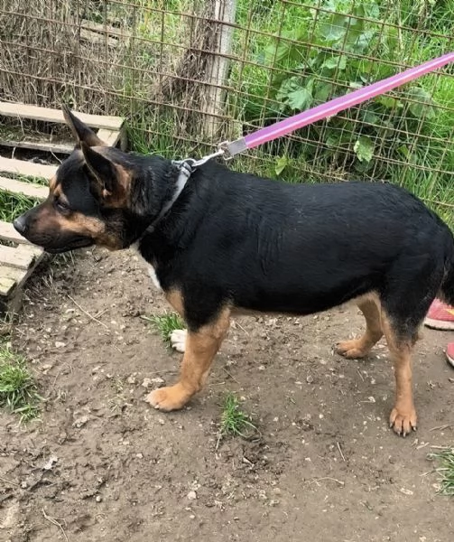 Eros un dolce cucciolone egrave ancora in box che attende la libertagrave | Foto 6