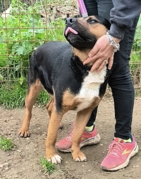 Eros un dolce cucciolone egrave ancora in box che attende la libertagrave | Foto 4