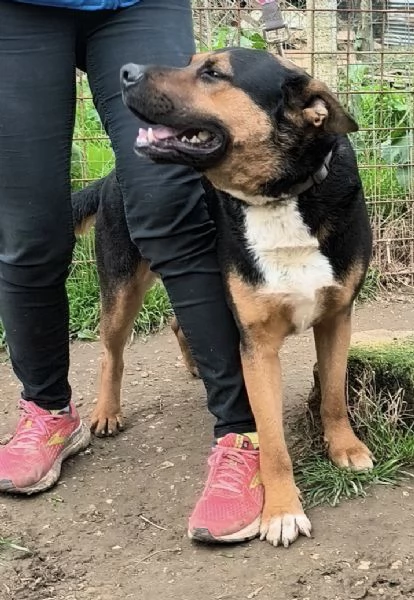 Eros un dolce cucciolone egrave ancora in box che attende la libertagrave | Foto 3