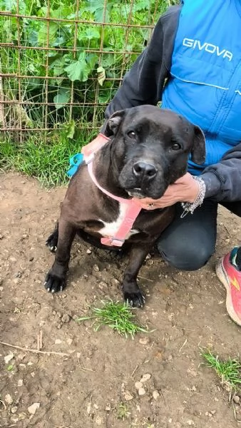 Eros un dolce cucciolone egrave ancora in box che attende la libertagrave | Foto 2