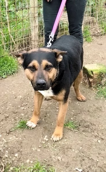 Eros un dolce cucciolone egrave ancora in box che attende la libertagrave | Foto 1