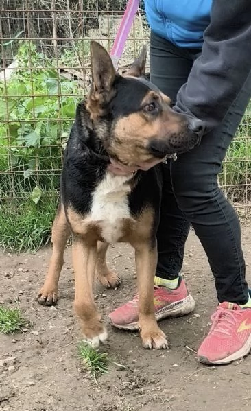 Eros un dolce cucciolone egrave ancora in box che attende la libertagrave | Foto 0