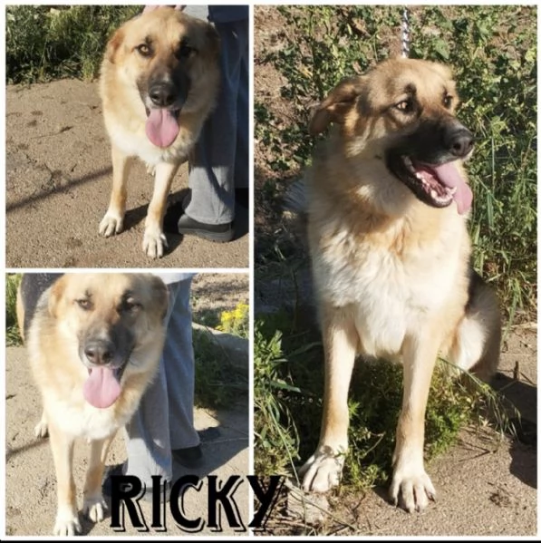 Ricky giovanissimo pastore in cerca di adozione 