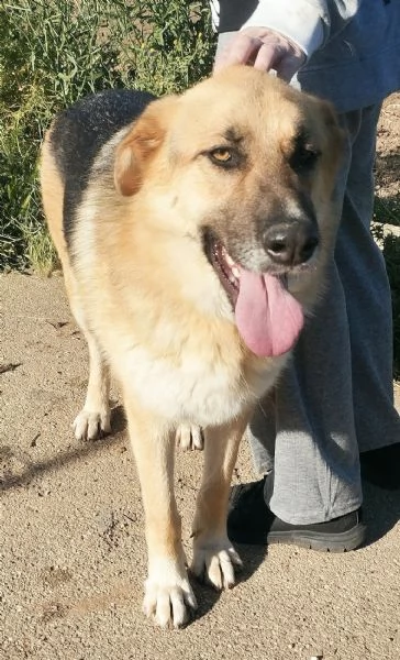 Ricky giovanissimo pastore in cerca di adozione  | Foto 6