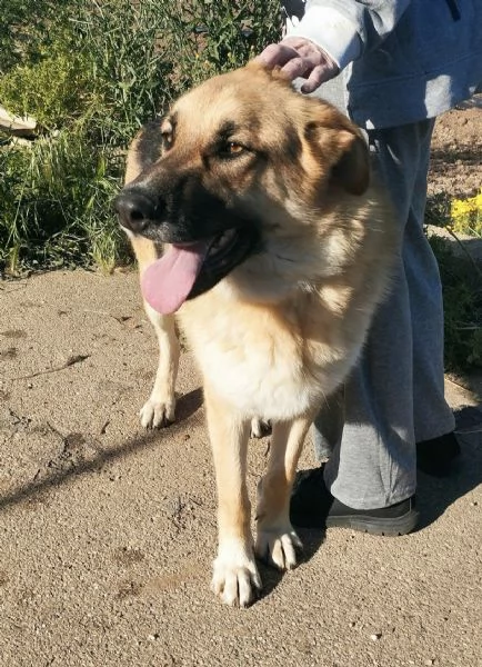 Ricky giovanissimo pastore in cerca di adozione  | Foto 5