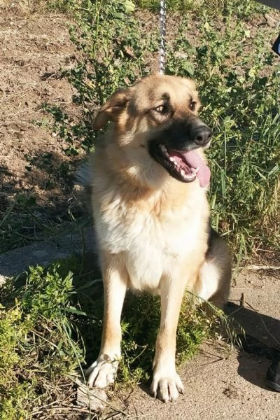 Ricky giovanissimo pastore in cerca di adozione  | Foto 3