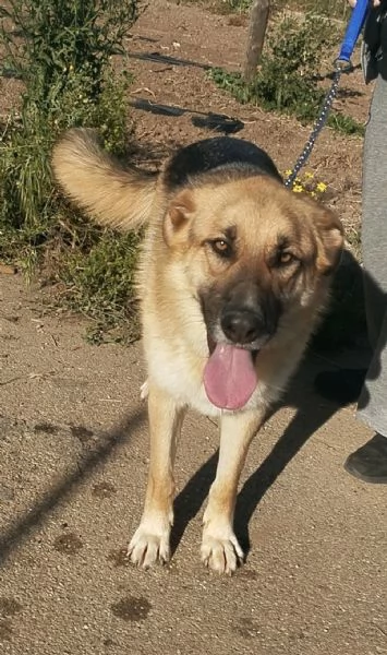 Ricky giovanissimo pastore in cerca di adozione  | Foto 2