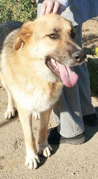 Un dolce pastore in adozione cerca casa  | Foto 2