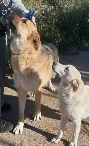 Un dolce pastore in adozione cerca casa  | Foto 1