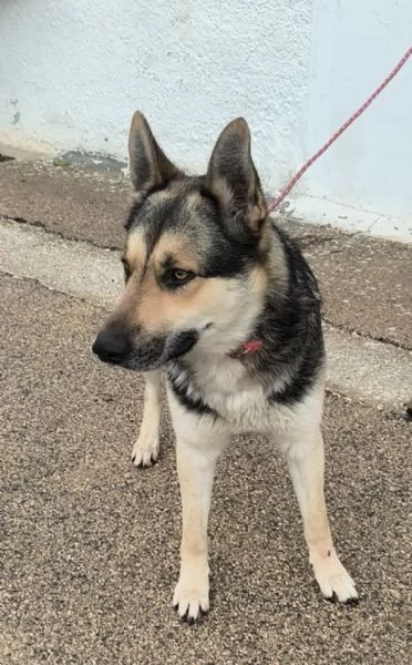  Cucciolone cerca casa sceglimi portami a casa con te