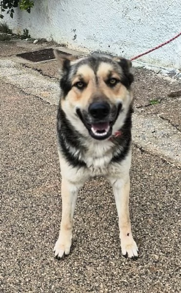  Cucciolone cerca casa sceglimi portami a casa con te | Foto 6