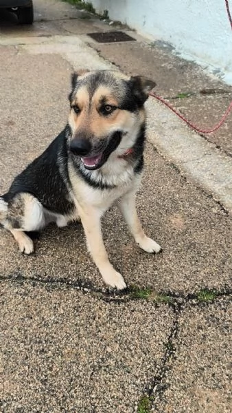  Cucciolone cerca casa sceglimi portami a casa con te | Foto 4