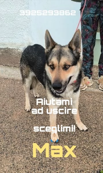  Cucciolone cerca casa sceglimi portami a casa con te | Foto 3