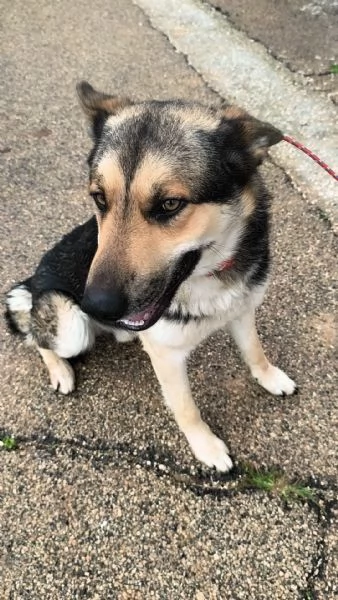  Cucciolone cerca casa sceglimi portami a casa con te | Foto 2