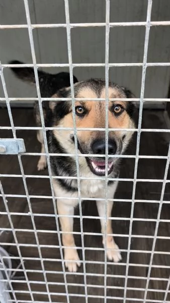 Max un dolce cucciolone cerca la sua famiglia 