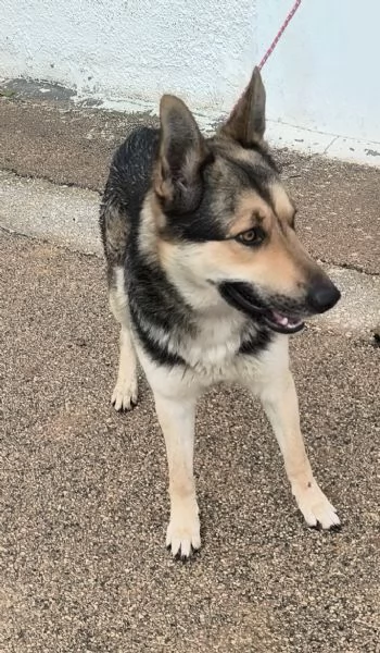 Max un dolce cucciolone cerca la sua famiglia  | Foto 6
