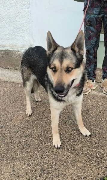 Max un dolce cucciolone cerca la sua famiglia  | Foto 5