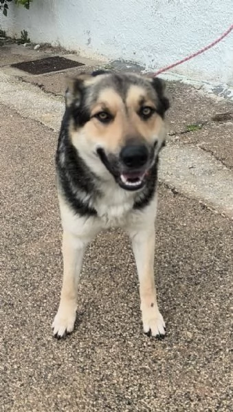 Max un dolce cucciolone cerca la sua famiglia  | Foto 4