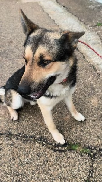 Max un dolce cucciolone cerca la sua famiglia  | Foto 3