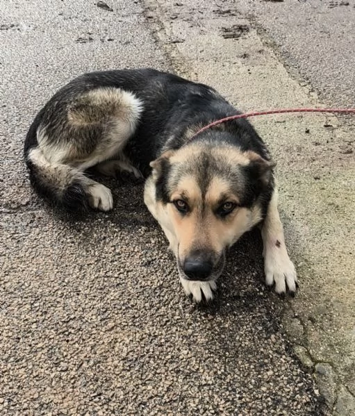 Max un dolce cucciolone cerca la sua famiglia  | Foto 2