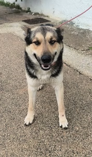 Max un dolce cucciolone cerca la sua famiglia  | Foto 1
