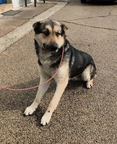Max un dolce cucciolone cerca la sua famiglia  | Foto 0
