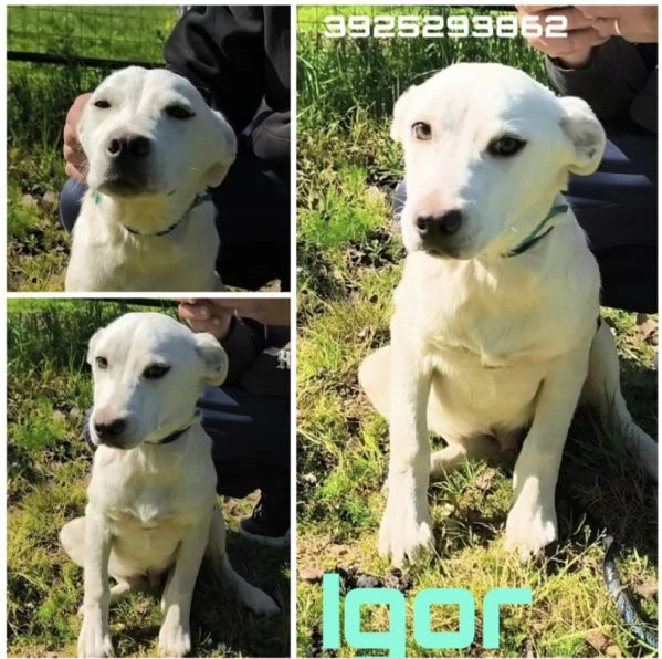 Cuccioli in adozione cercano casa  | Foto 3