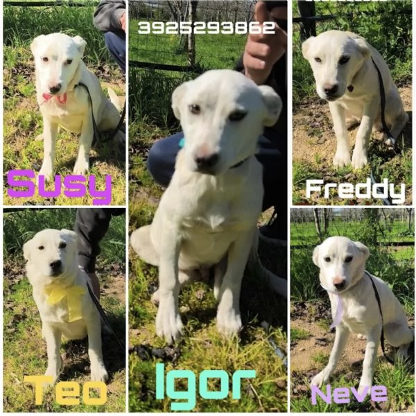 Cuccioli in adozione cercano casa  | Foto 2