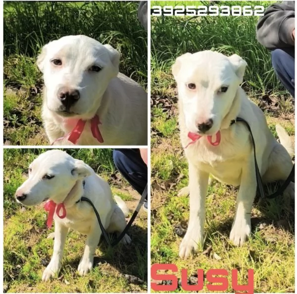 Cuccioli in adozione cercano casa  | Foto 1