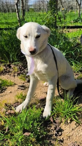 Neve dolce cucciola taglia media in adozione  | Foto 6