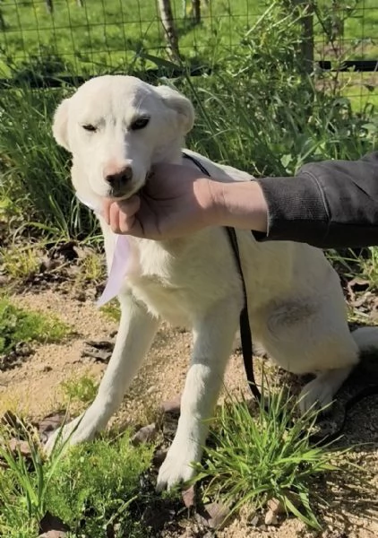 Neve dolce cucciola taglia media in adozione  | Foto 4