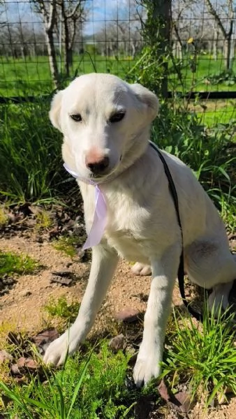 Neve dolce cucciola taglia media in adozione  | Foto 1