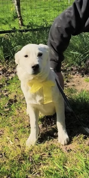 Teo dolce cucciolo con i suoi fratelli cerca casa | Foto 3