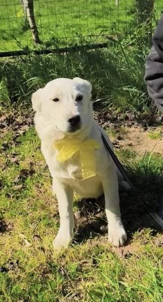 Teo dolce cucciolo con i suoi fratelli cerca casa | Foto 1